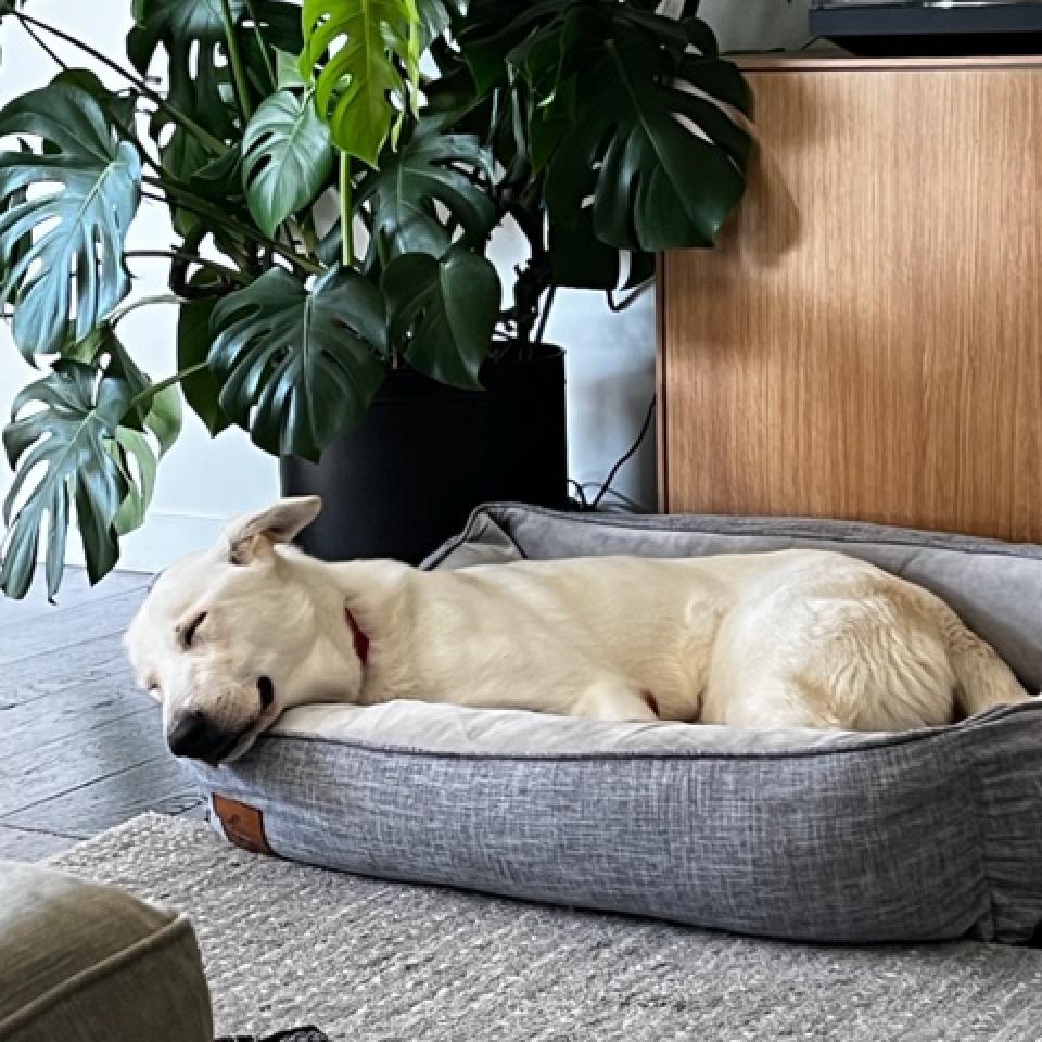 Olaf