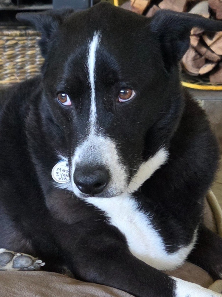 Max, an adoptable Border Collie, McNab in El Cajon, CA, 92020 | Photo Image 1