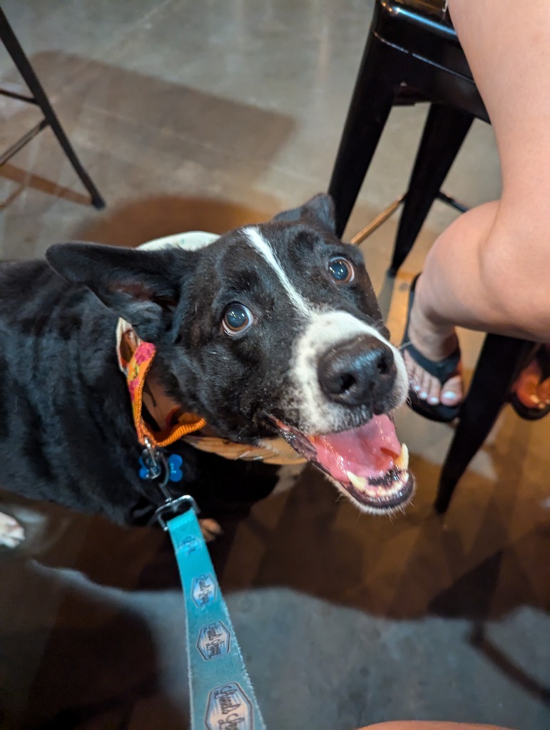Max, an adoptable Border Collie, McNab in El Cajon, CA, 92020 | Photo Image 2