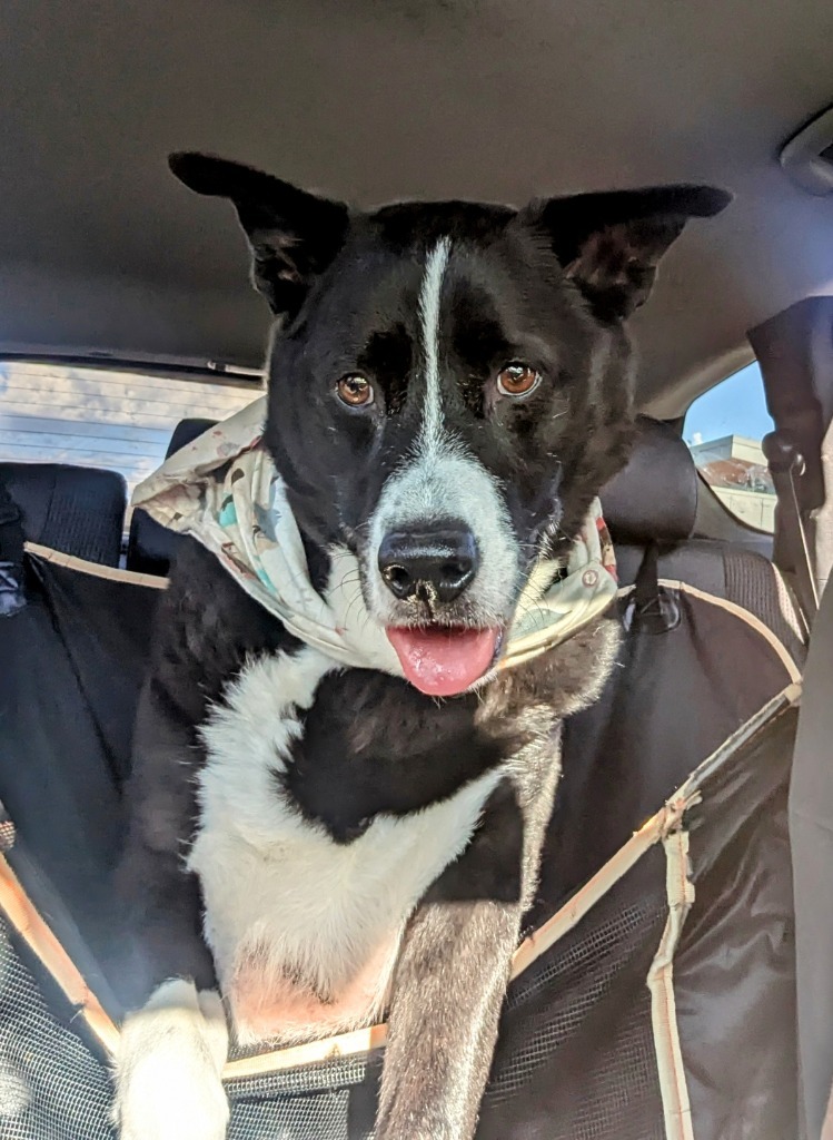 Max, an adoptable Border Collie, McNab in El Cajon, CA, 92020 | Photo Image 3