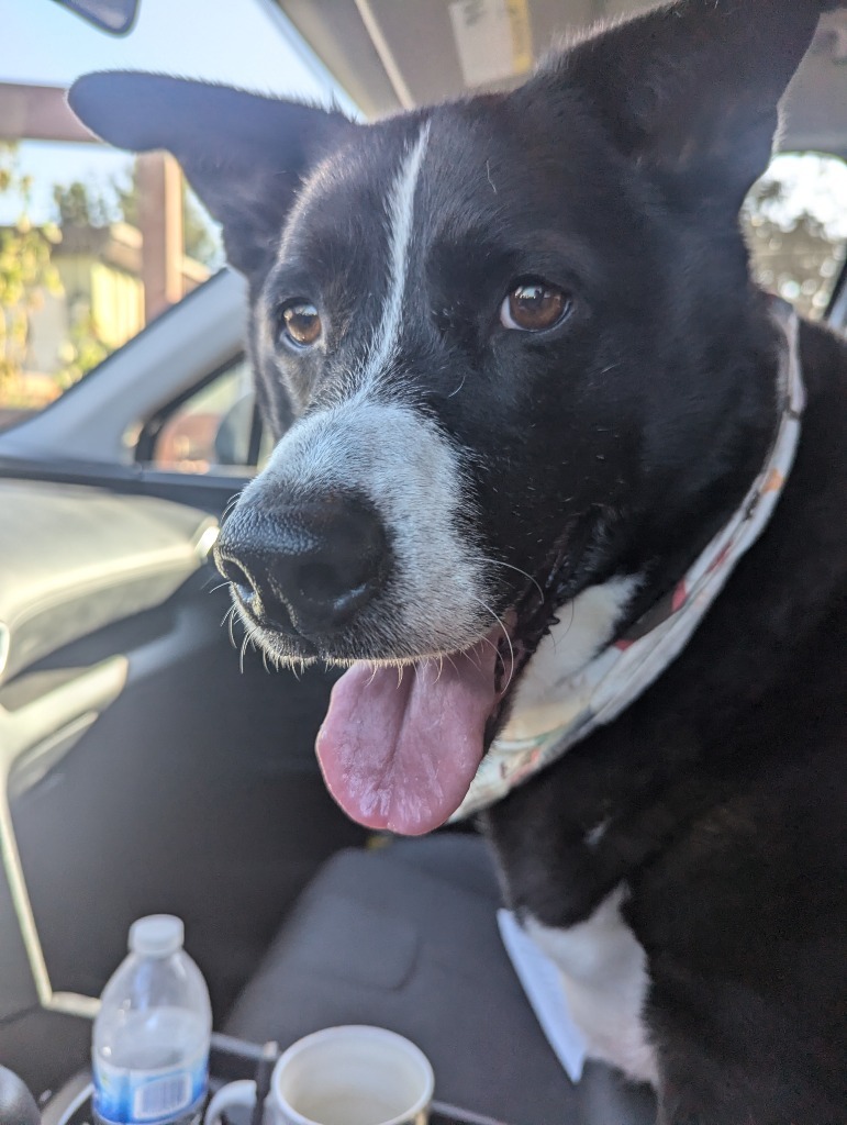 Max, an adoptable Border Collie, McNab in El Cajon, CA, 92020 | Photo Image 4