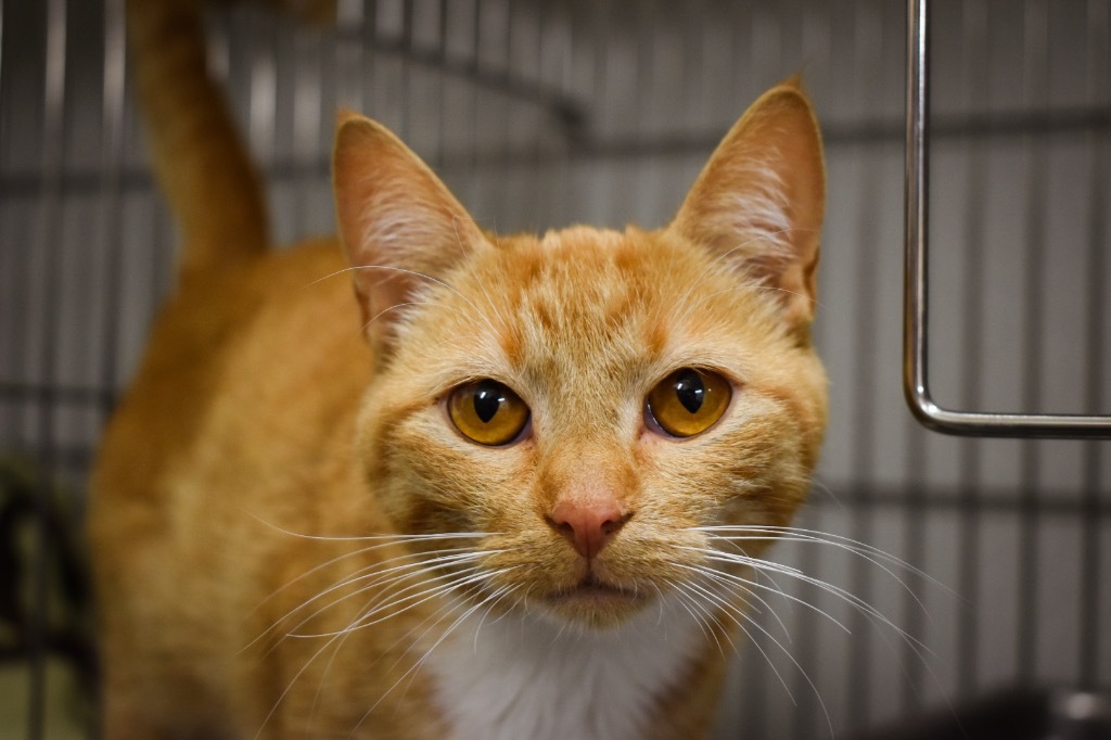 Medusa, an adoptable Domestic Short Hair in Rock Springs, WY, 82901 | Photo Image 1