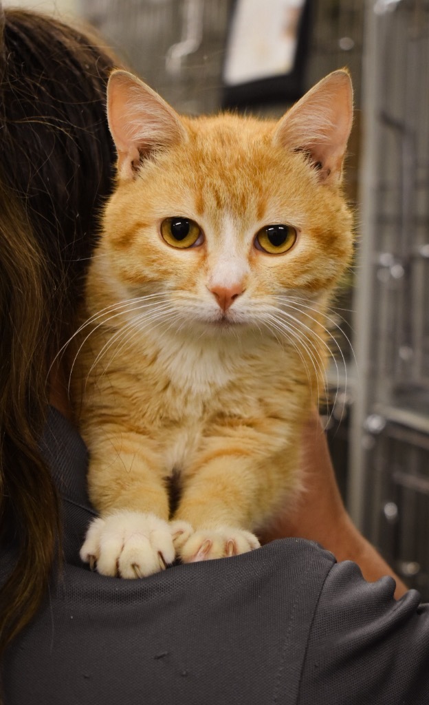 Hex, an adoptable Domestic Short Hair in Rock Springs, WY, 82901 | Photo Image 1