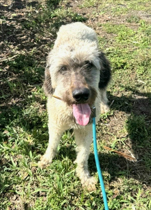 Griffin, an adoptable Affenpinscher, Retriever in St. Augustine, FL, 32084 | Photo Image 1