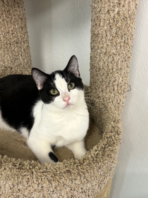 Bruce, an adoptable Domestic Short Hair in Corpus Christi, TX, 78414 | Photo Image 1