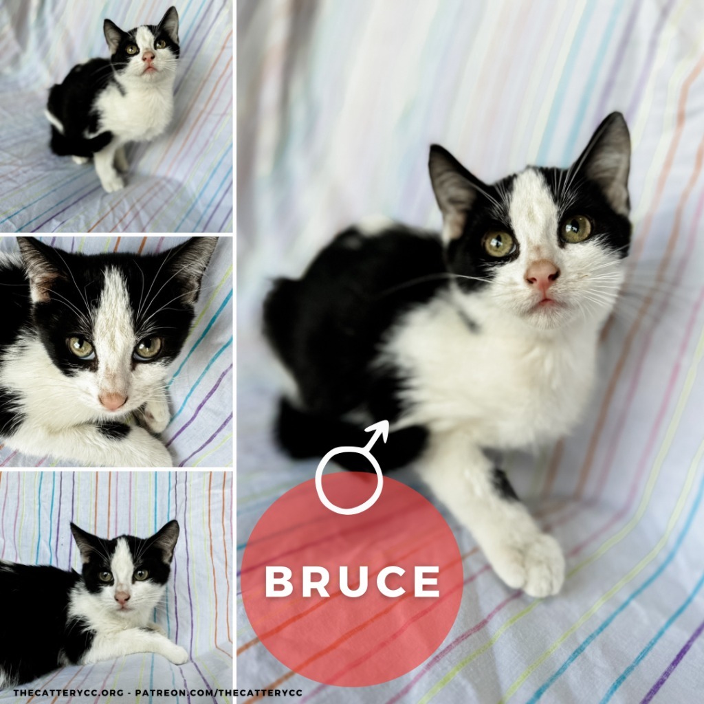 Bruce, an adoptable Domestic Short Hair in Corpus Christi, TX, 78414 | Photo Image 2