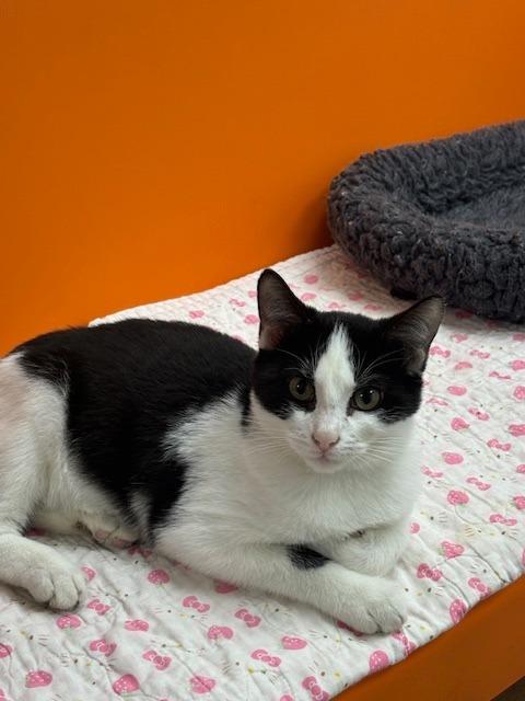 Bruce, an adoptable Domestic Short Hair in Corpus Christi, TX, 78414 | Photo Image 3