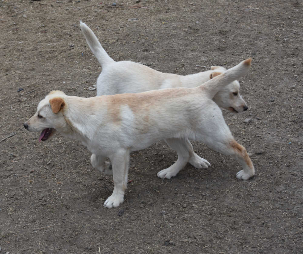 Trevor, an adoptable Labrador Retriever in Dodson, MT, 59524 | Photo Image 4