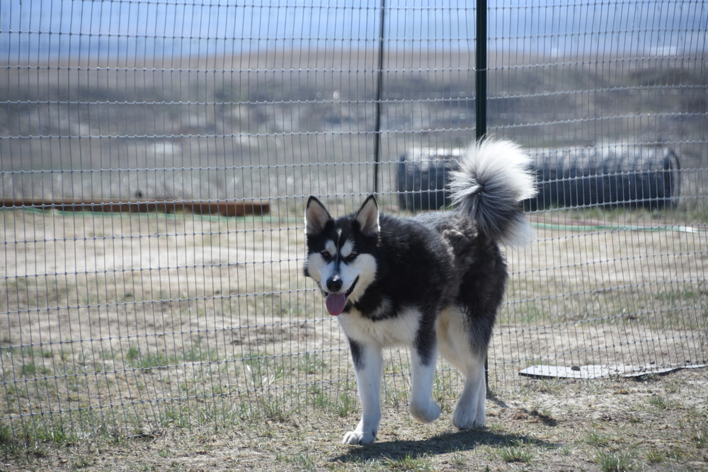 Kodak, an adoptable Alaskan Malamute in Dodson, MT, 59524 | Photo Image 2