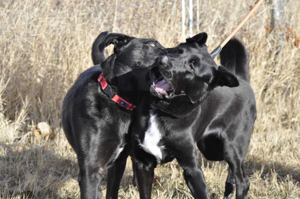 Zumba, an adoptable Labrador Retriever, German Shepherd Dog in Dodson, MT, 59524 | Photo Image 2