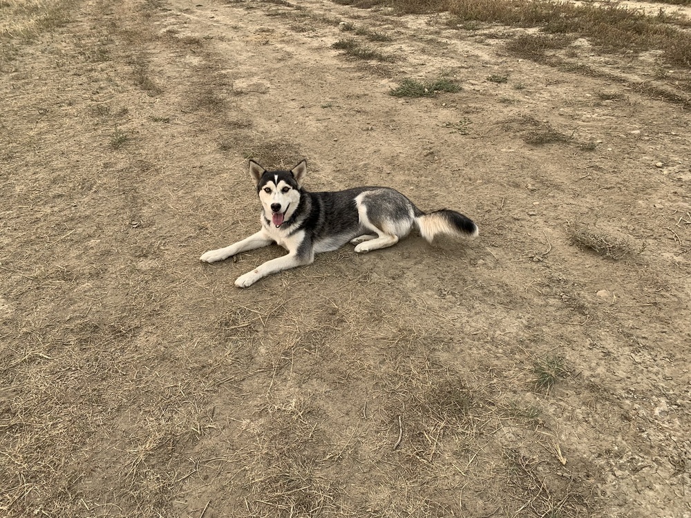 Suki, an adoptable Husky in Dodson, MT, 59524 | Photo Image 2