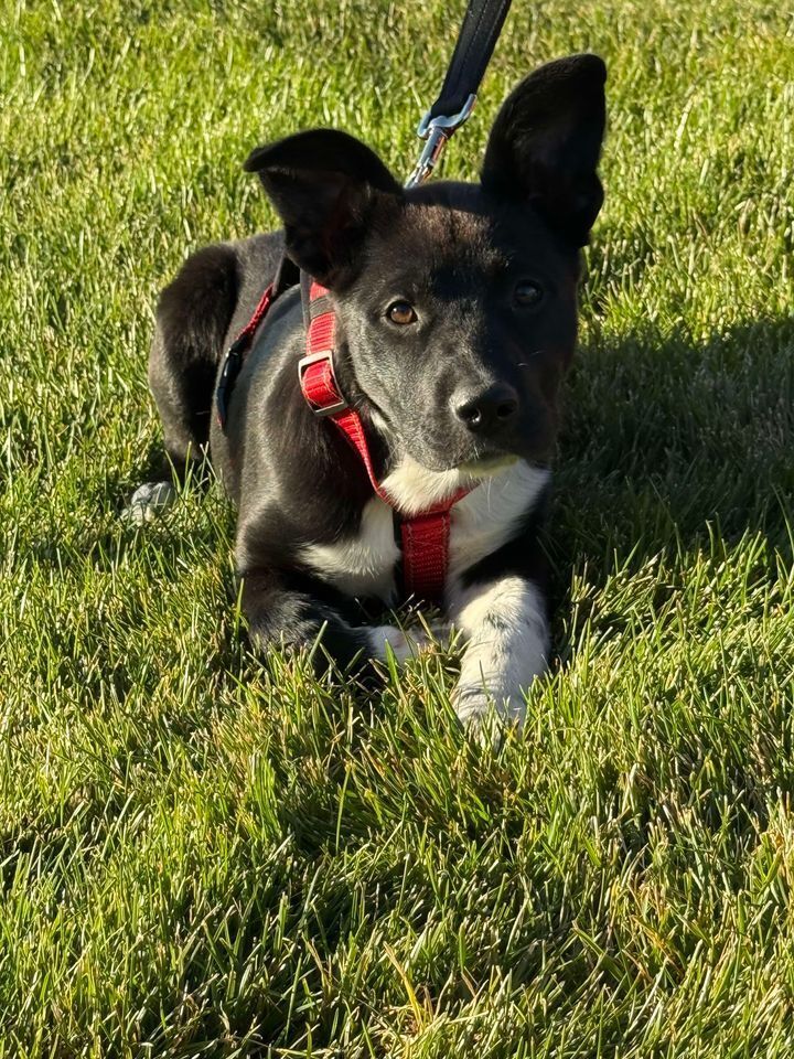 Aster, an adoptable Border Collie in Dodson, MT, 59524 | Photo Image 1