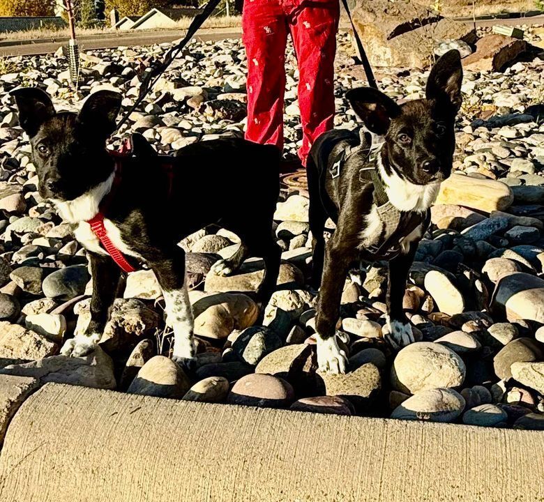 Aster, an adoptable Border Collie in Dodson, MT, 59524 | Photo Image 2