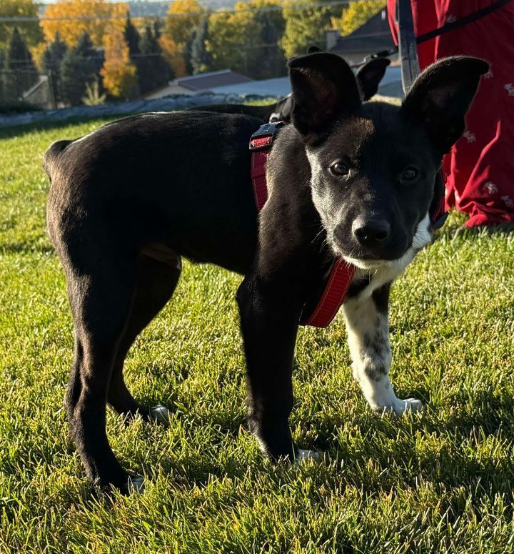 Aster, an adoptable Border Collie in Dodson, MT, 59524 | Photo Image 3