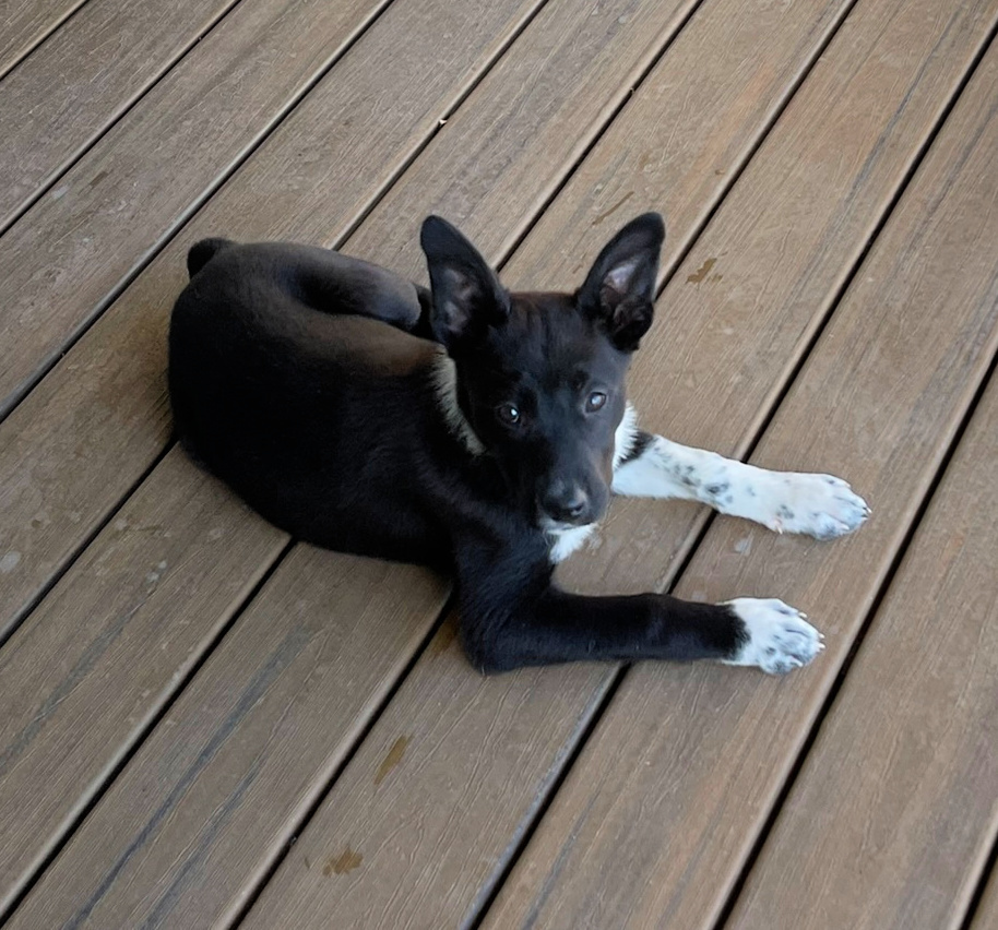 Aster, an adoptable Border Collie in Dodson, MT, 59524 | Photo Image 6