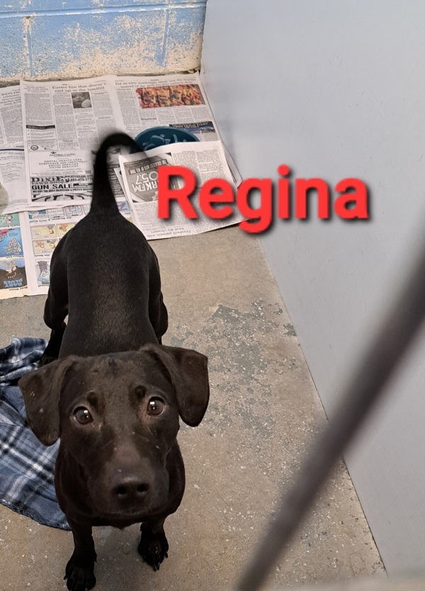 C15 Aka Regina 3