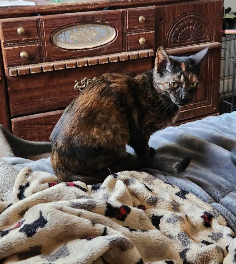 Ferra, an adoptable Domestic Short Hair in Randolph, AL, 36792 | Photo Image 2