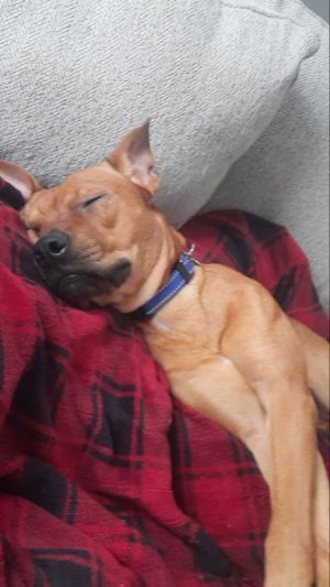 Rooney, Young Male Pit Bull Terrier
