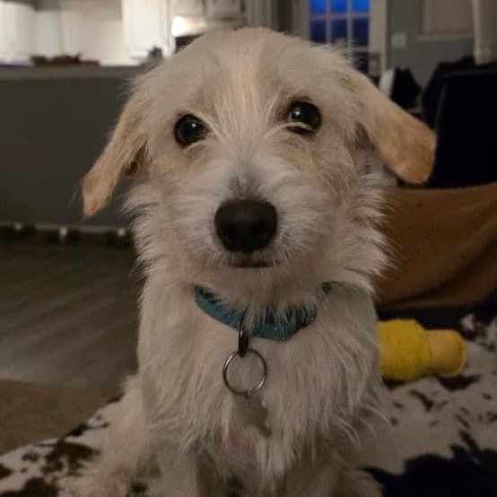 Mason, an adoptable Maltese, Yorkshire Terrier in Baton Rouge, LA, 70817 | Photo Image 1