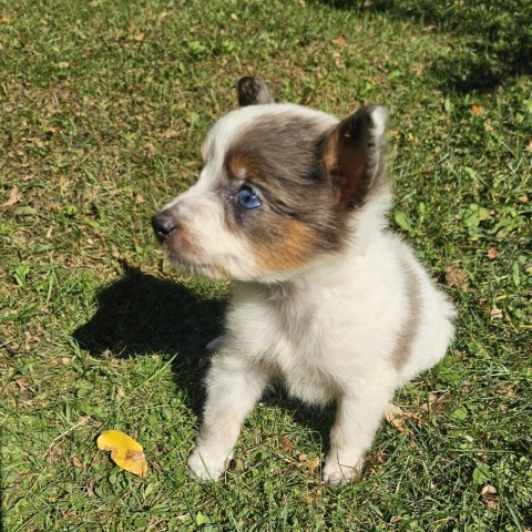 Marie, an adoptable Australian Shepherd in Brainerd, MN, 56401 | Photo Image 4