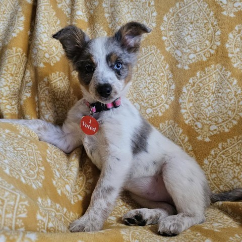 Marie, an adoptable Australian Shepherd in Brainerd, MN, 56401 | Photo Image 6