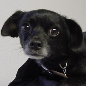 Chico
