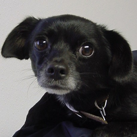 Chico 1