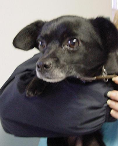 Chico 2