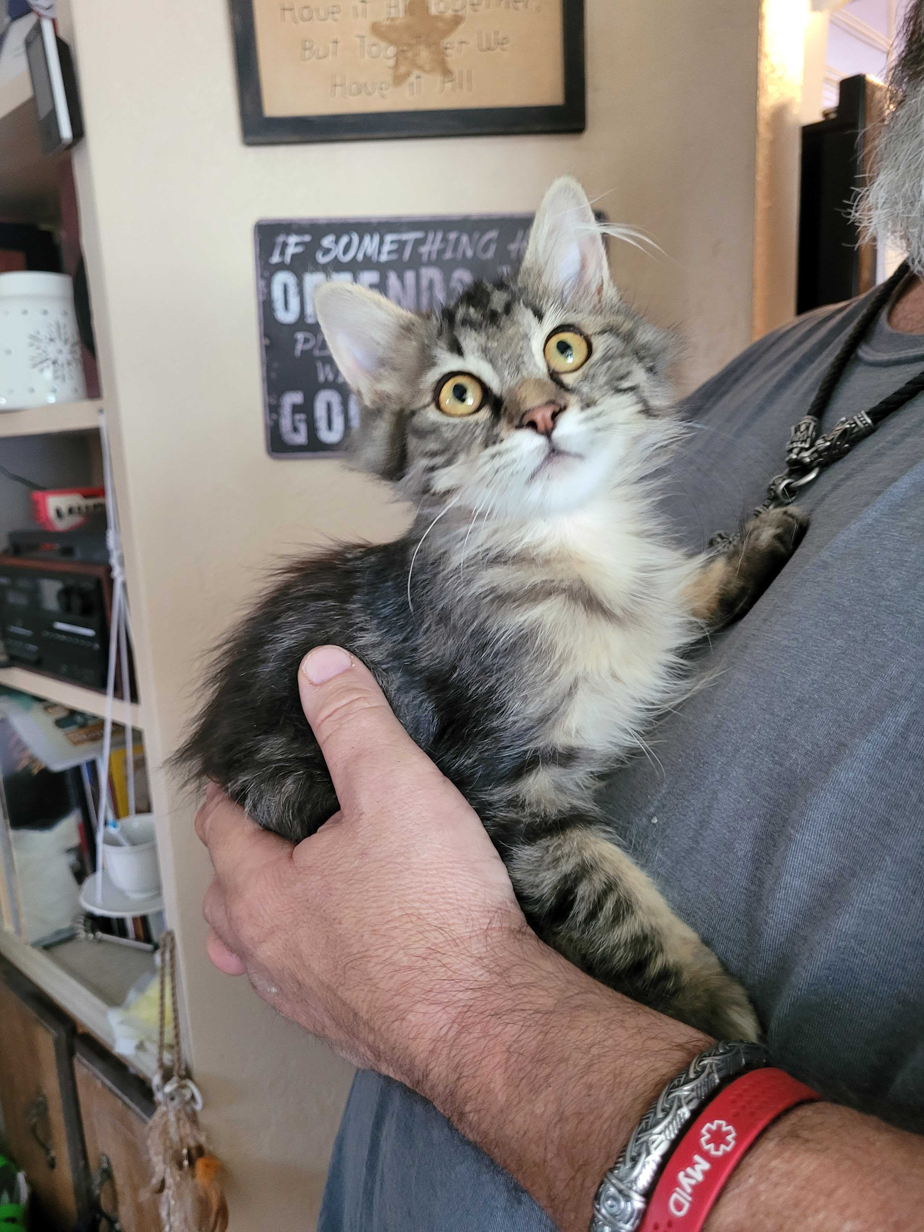 Sprocket, an adoptable Domestic Medium Hair in Pocatello, ID, 83201 | Photo Image 1