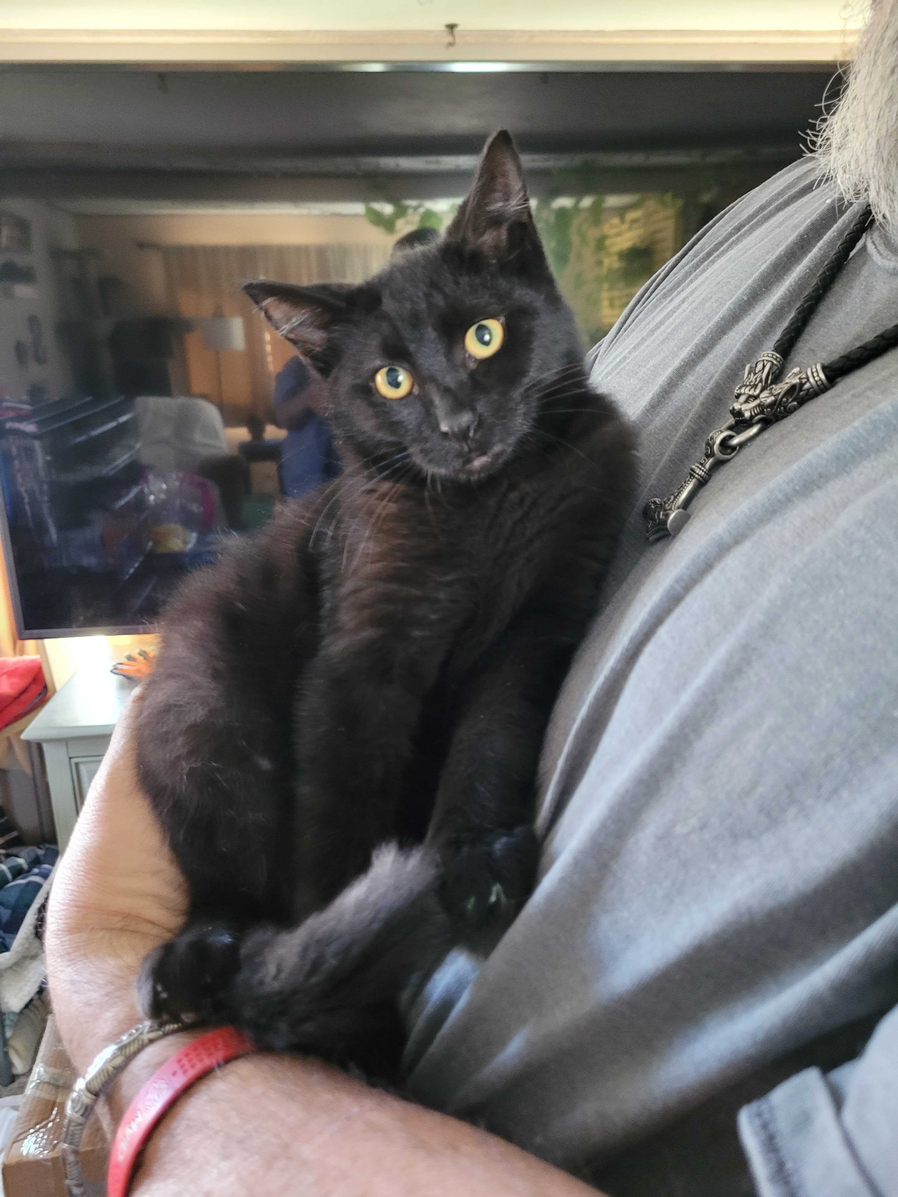 Harley, an adoptable Domestic Short Hair in Pocatello, ID, 83201 | Photo Image 3