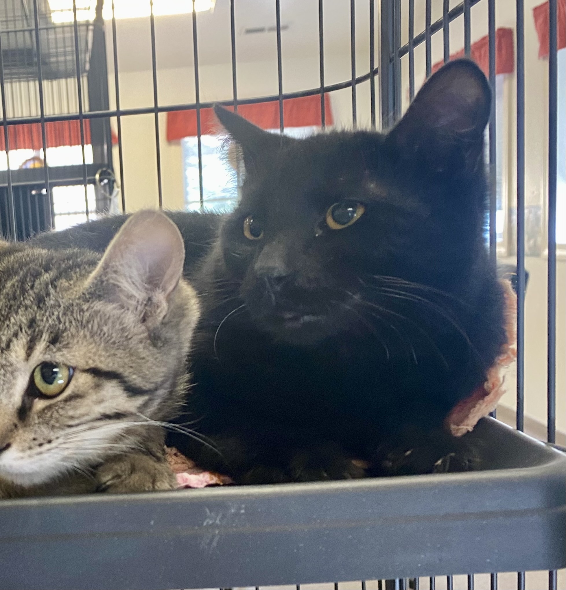 Harley, an adoptable Domestic Short Hair in Pocatello, ID, 83201 | Photo Image 4