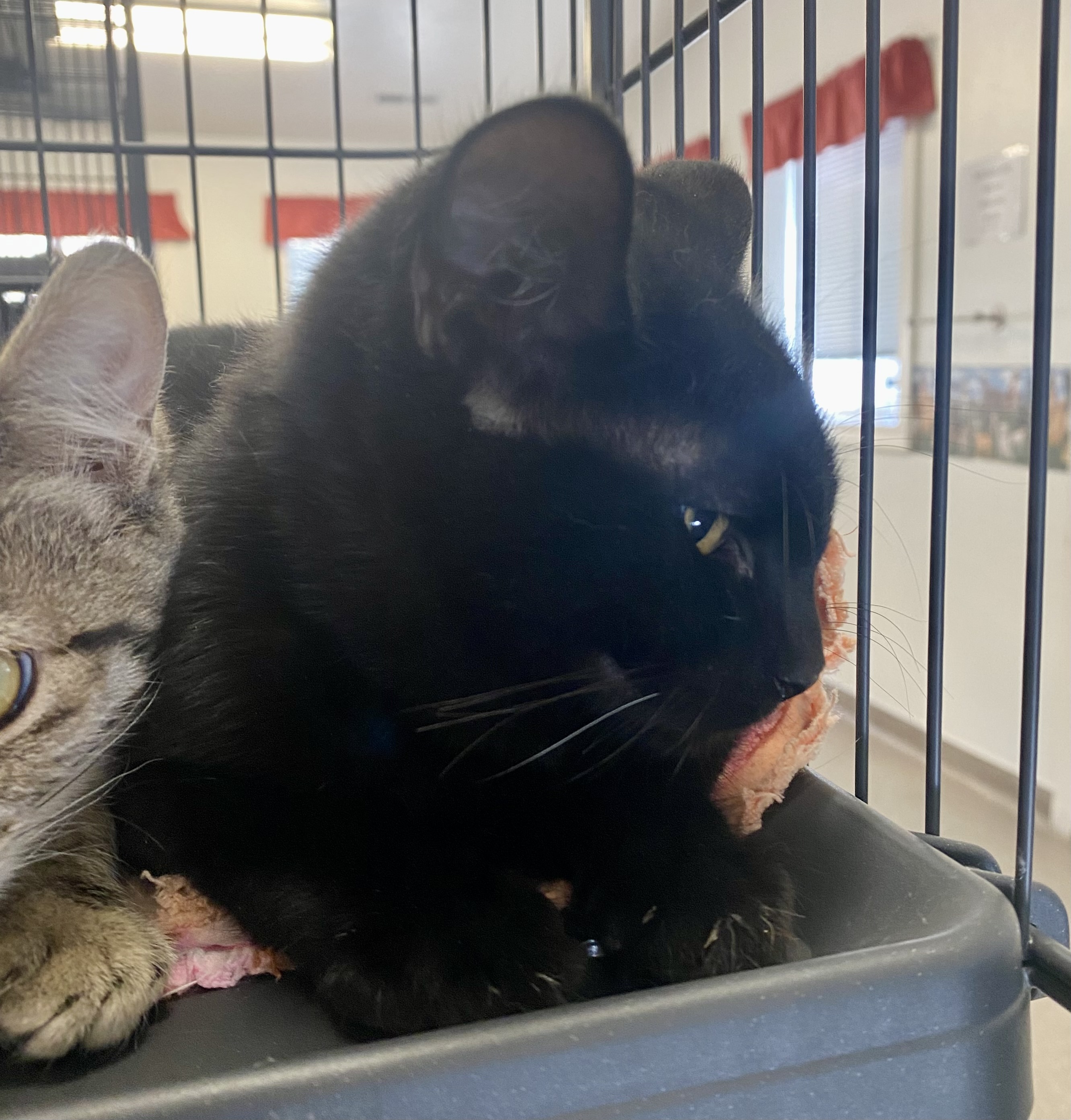 Harley, an adoptable Domestic Short Hair in Pocatello, ID, 83201 | Photo Image 6