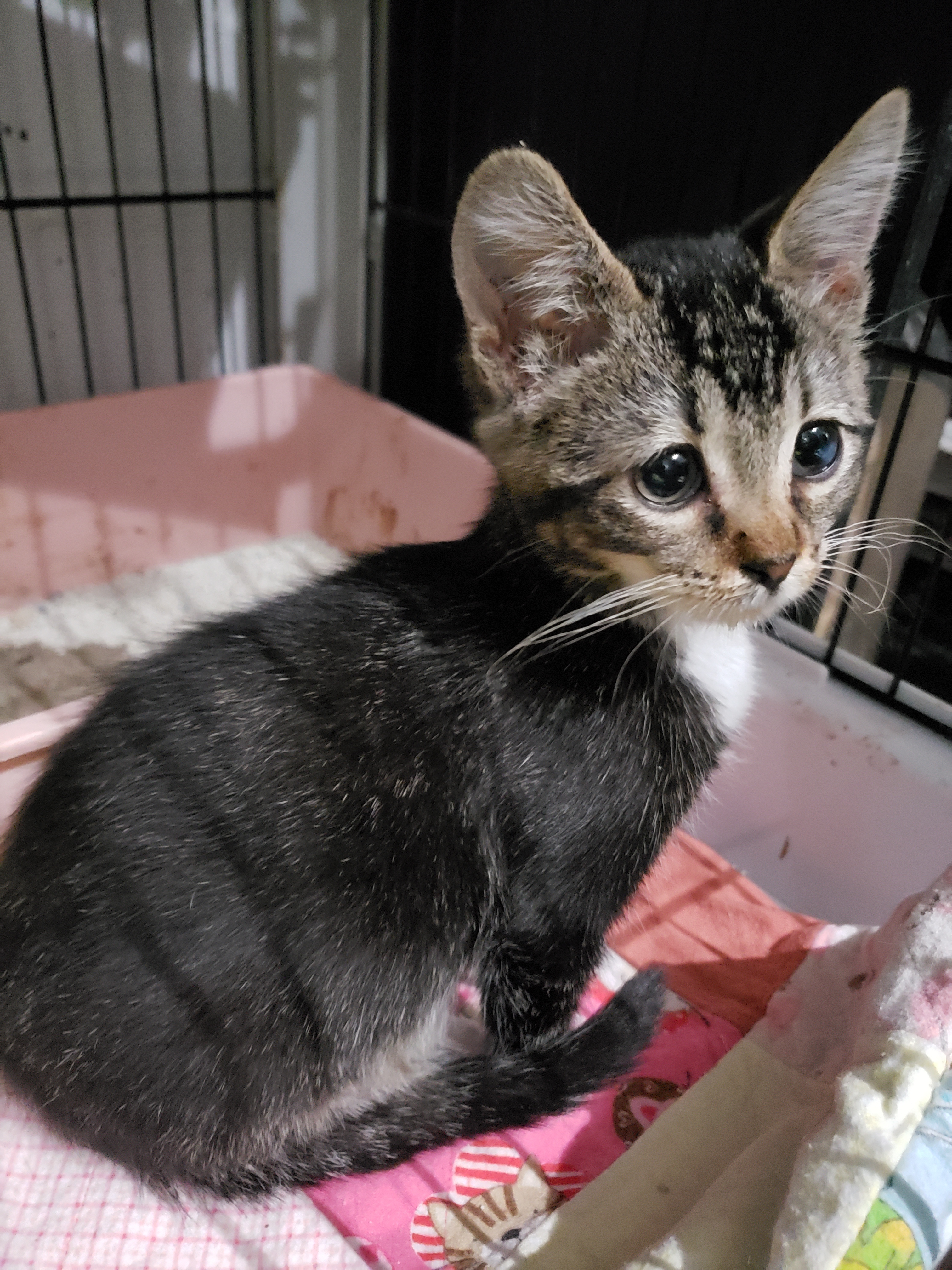 Boon, an adoptable Domestic Short Hair in Pocatello, ID, 83201 | Photo Image 2