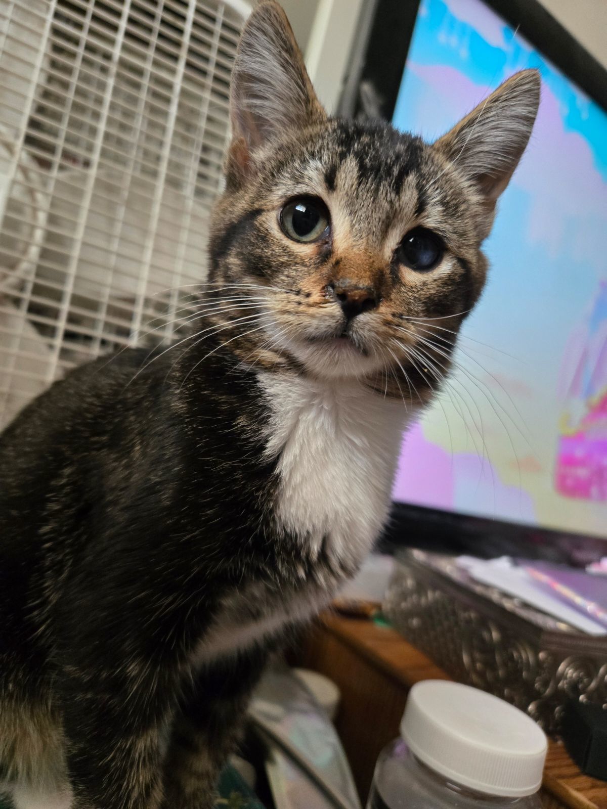 Boon, an adoptable Domestic Short Hair in Pocatello, ID, 83201 | Photo Image 5