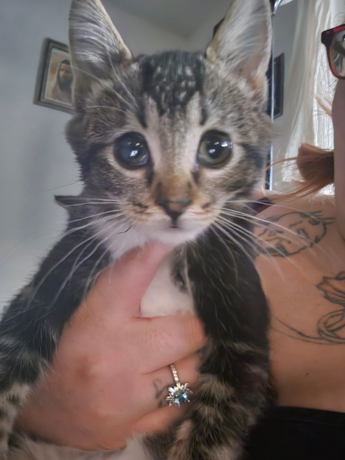 Boon, an adoptable Domestic Short Hair in Pocatello, ID, 83201 | Photo Image 6