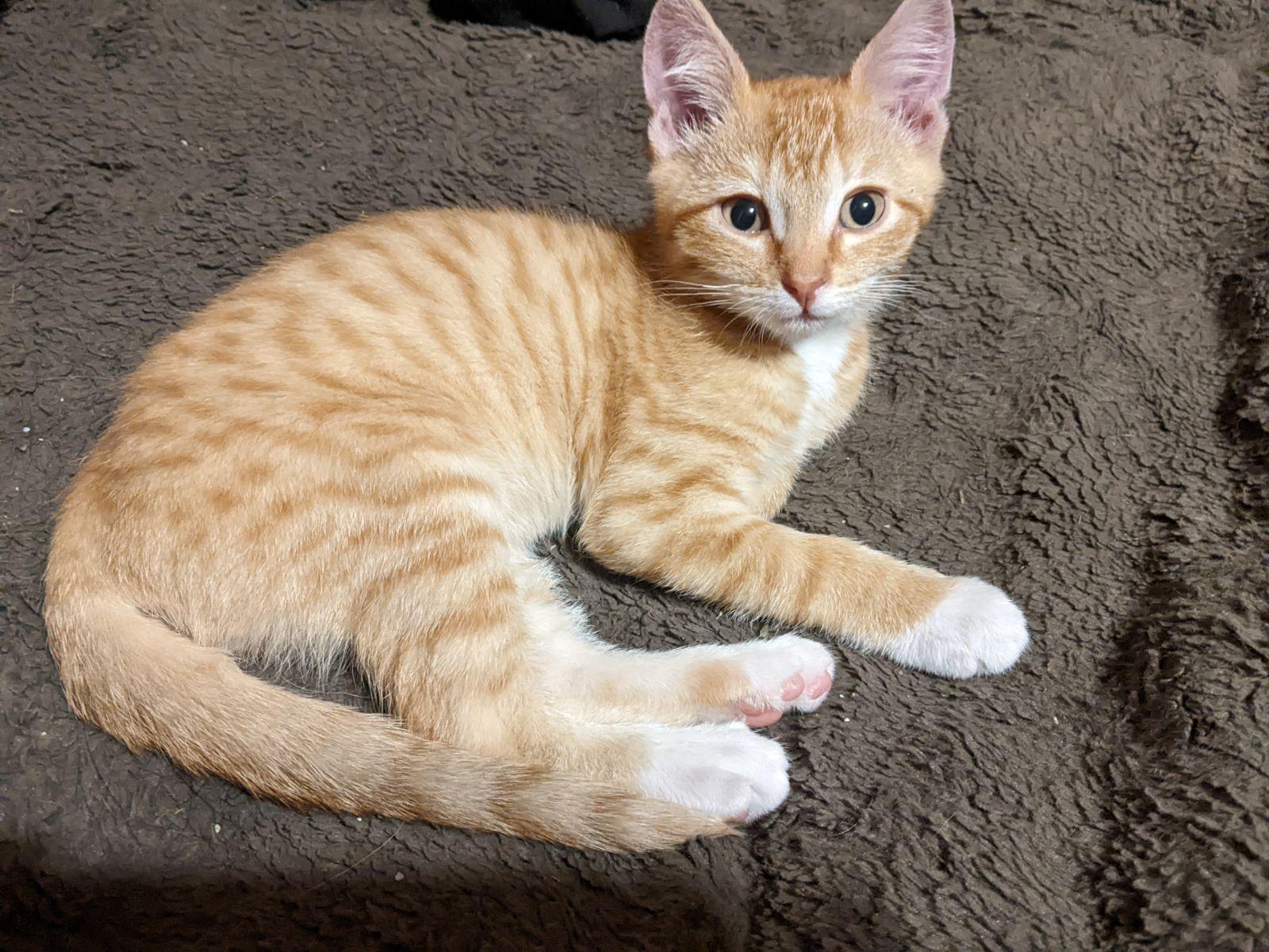 Chester Cheeto, an adoptable Domestic Short Hair in Pocatello, ID, 83201 | Photo Image 1