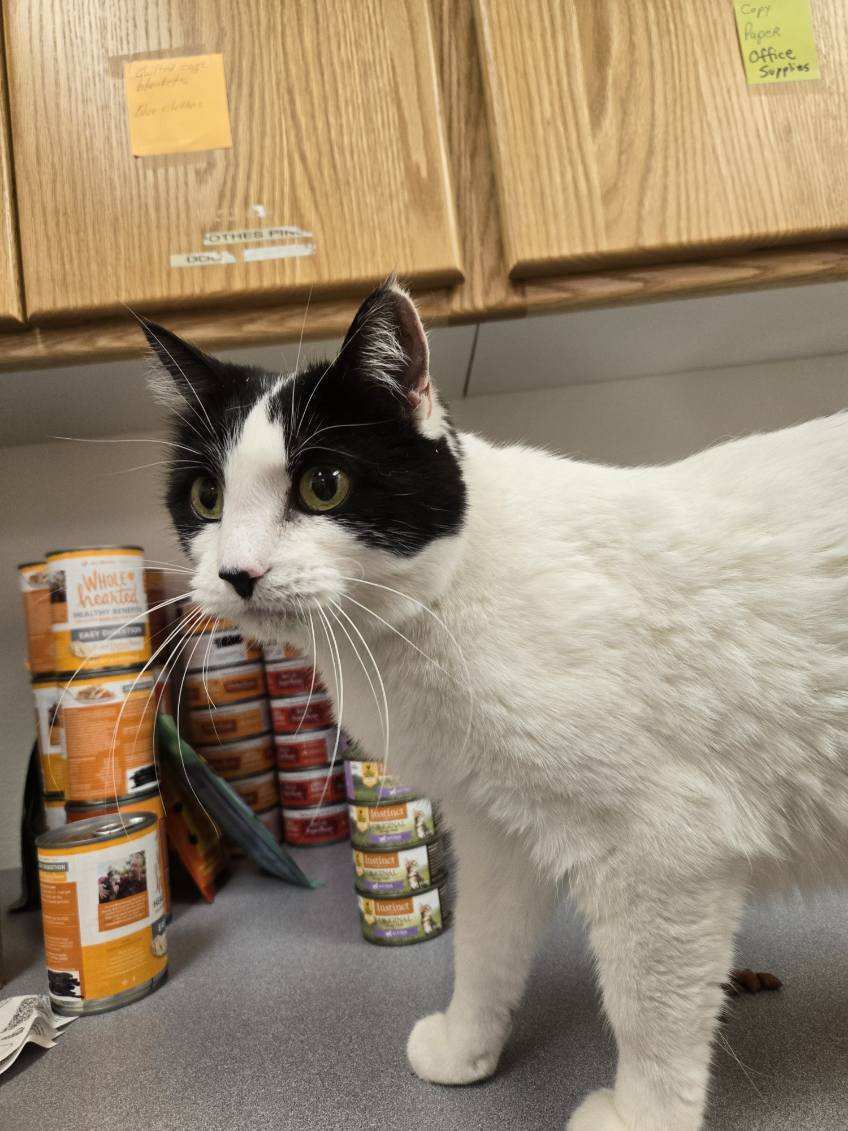 Charo, an adoptable Domestic Medium Hair in Pocatello, ID, 83201 | Photo Image 6