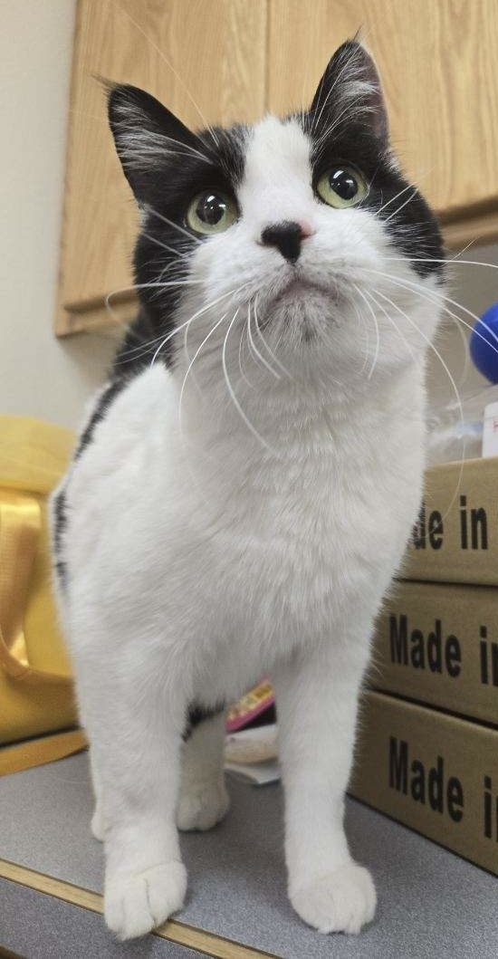 Charo, an adoptable Domestic Medium Hair in Pocatello, ID, 83201 | Photo Image 10