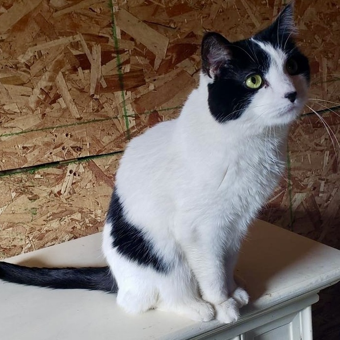 Charo, an adoptable Domestic Medium Hair in Pocatello, ID, 83201 | Photo Image 11