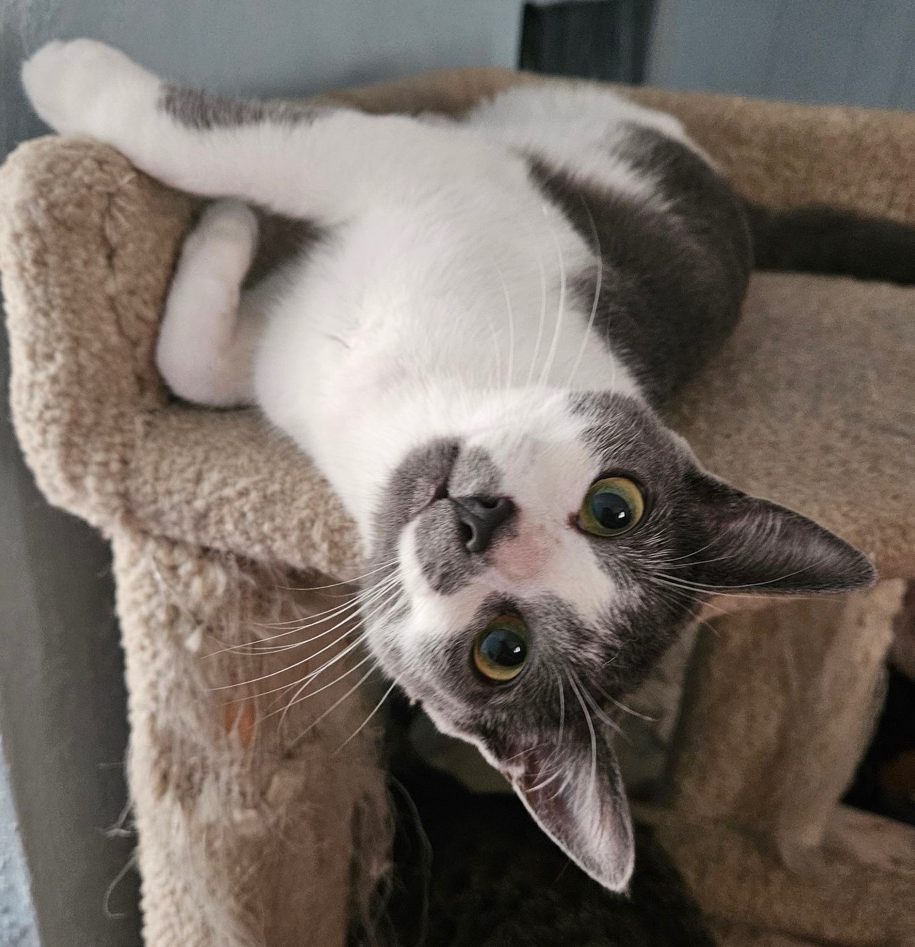 Lily, an adoptable Domestic Short Hair in Pocatello, ID, 83201 | Photo Image 2