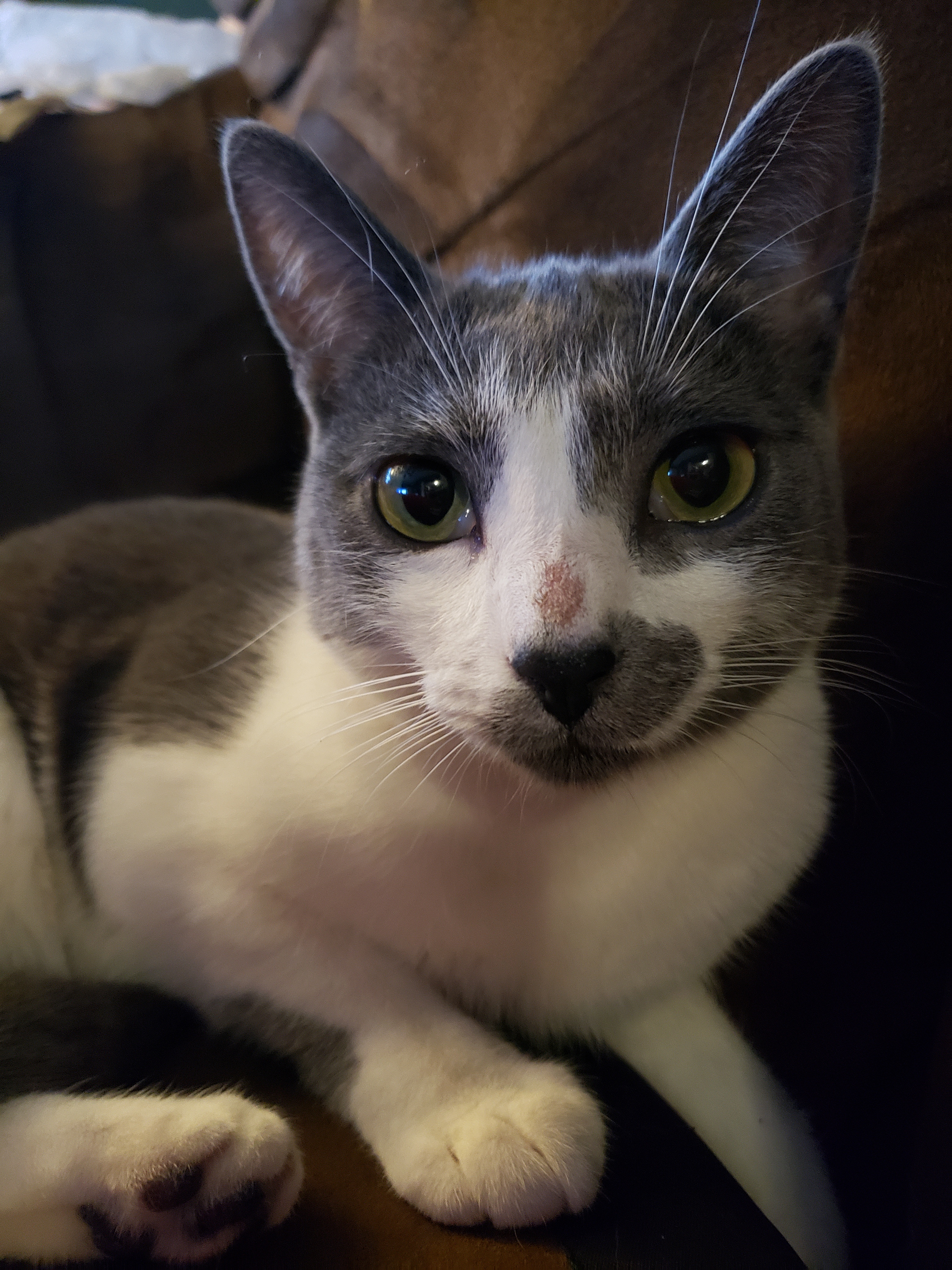 Lily, an adoptable Domestic Short Hair in Pocatello, ID, 83201 | Photo Image 8