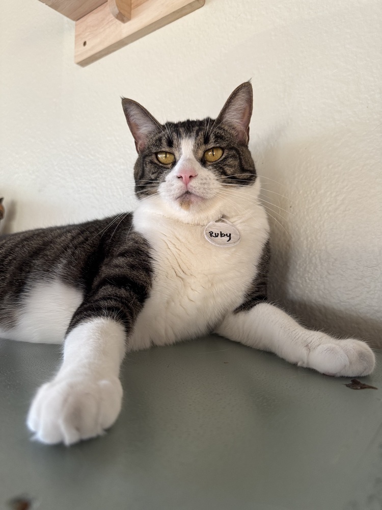 Ruby 5, an adoptable Domestic Short Hair in tucson, AZ, 85750 | Photo Image 1