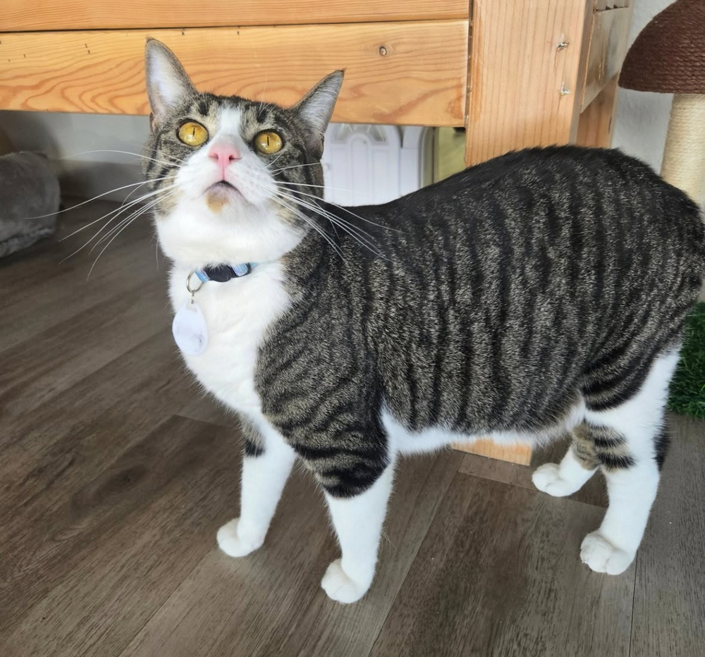 Ruby 5, an adoptable Domestic Short Hair in tucson, AZ, 85750 | Photo Image 2