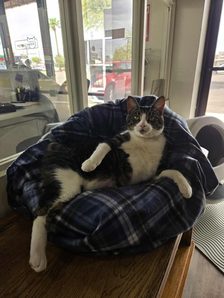 Ruby 5, an adoptable Domestic Short Hair in tucson, AZ, 85750 | Photo Image 3