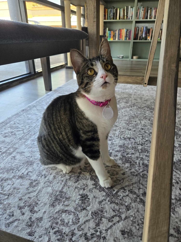 Ruby 5, an adoptable Domestic Short Hair in tucson, AZ, 85750 | Photo Image 4