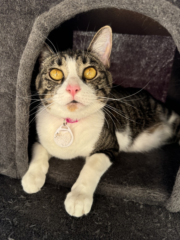 Ruby 5, an adoptable Domestic Short Hair in tucson, AZ, 85750 | Photo Image 5