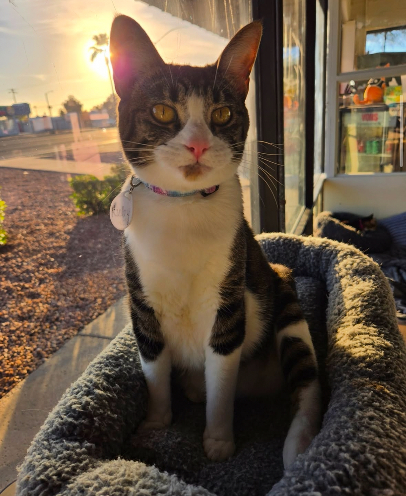 Ruby 5, an adoptable Domestic Short Hair in tucson, AZ, 85750 | Photo Image 6
