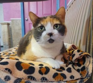Callista, Senior Female Domestic Short Hair