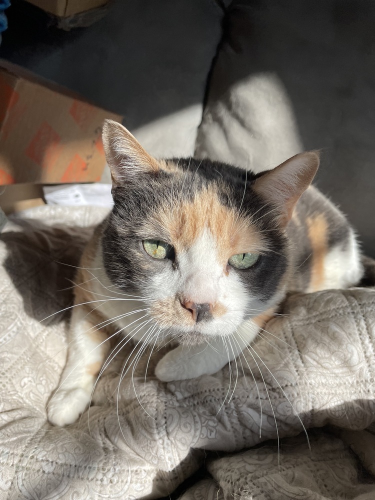 Callista, an adoptable Domestic Short Hair in tucson, AZ, 85750 | Photo Image 2