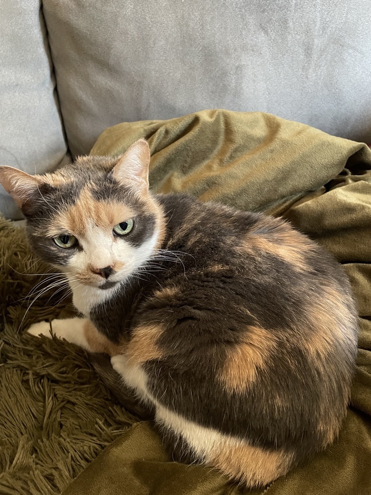 Callista, an adoptable Domestic Short Hair in tucson, AZ, 85750 | Photo Image 3